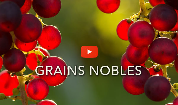 video Youtube Ksàng 5 Grains nobles Rheinberger Cussy-en-Morvan